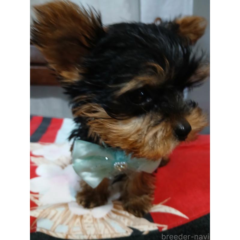 成約済の京都府のヨークシャーテリア-429971の5枚目