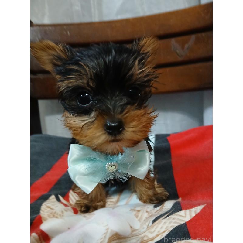 成約済の京都府のヨークシャーテリア-429971の4枚目