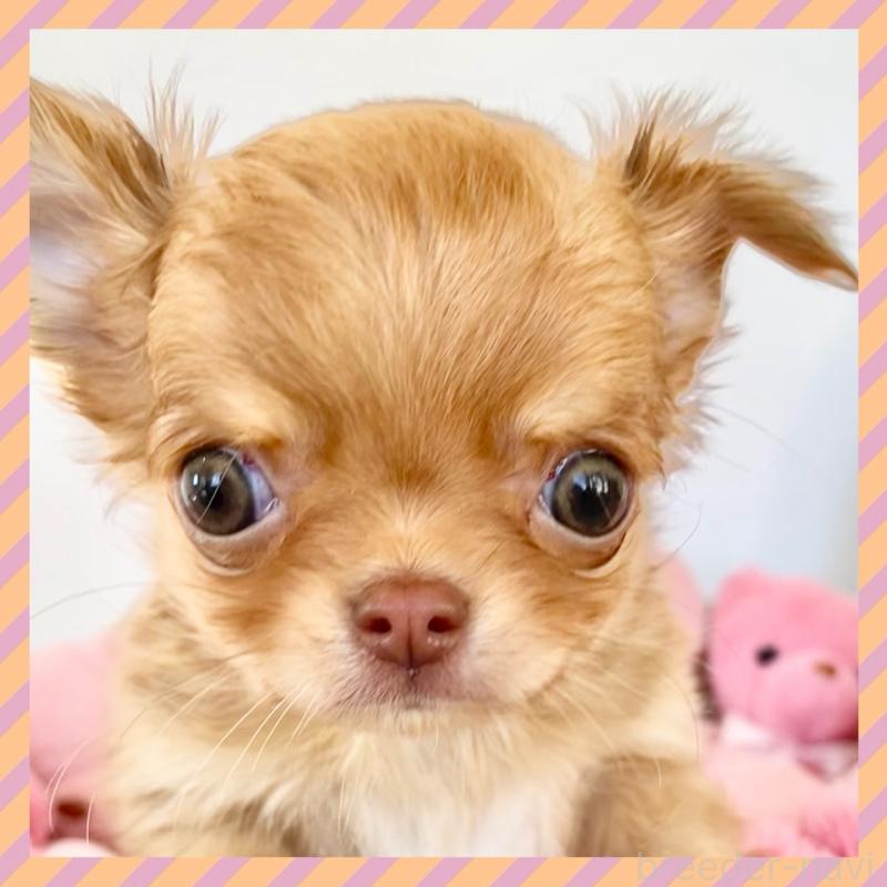 販売中の群馬県のチワワ(ロングコート)-433237