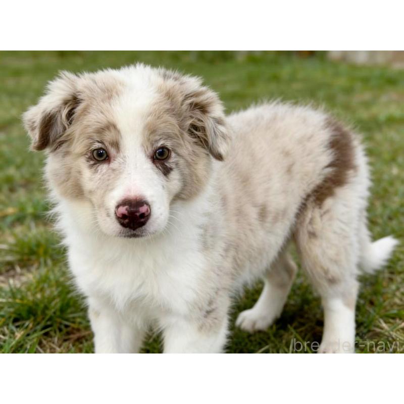 販売中の茨城県のボーダーコリー-421392の3枚目