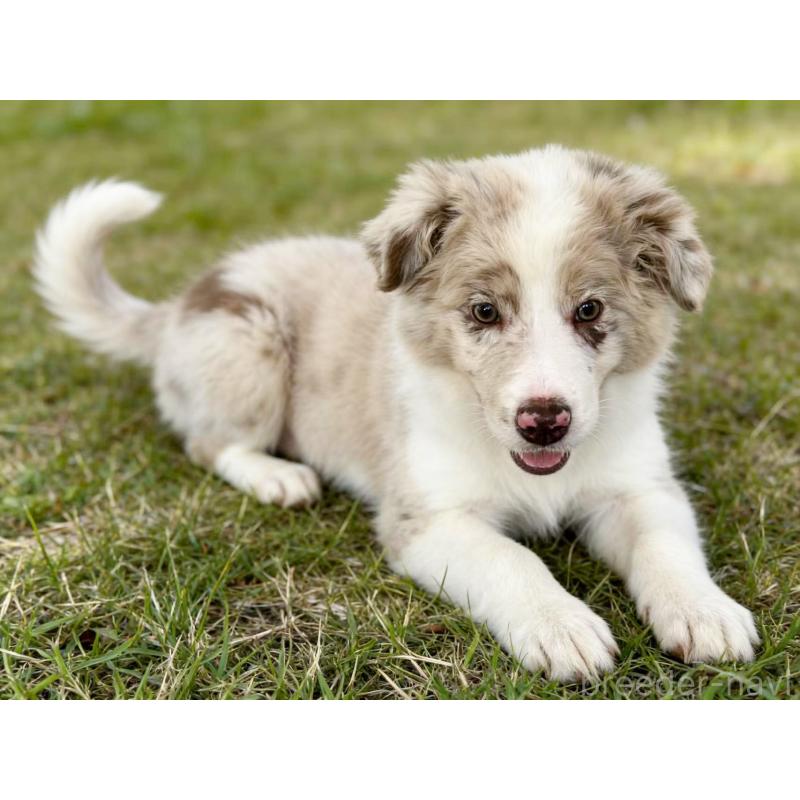 販売中の茨城県のボーダーコリー-421392の2枚目