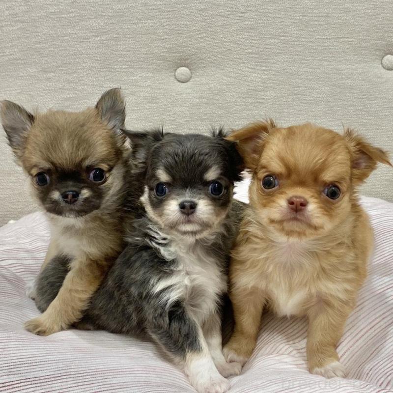 販売中の群馬県のチワワ(ロングコート)-433237の12枚目