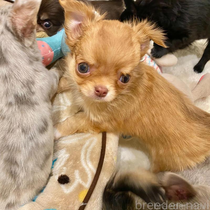 販売中の群馬県のチワワ(ロングコート)-433237の11枚目