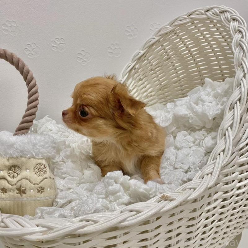 販売中の群馬県のチワワ(ロングコート)-433237の10枚目