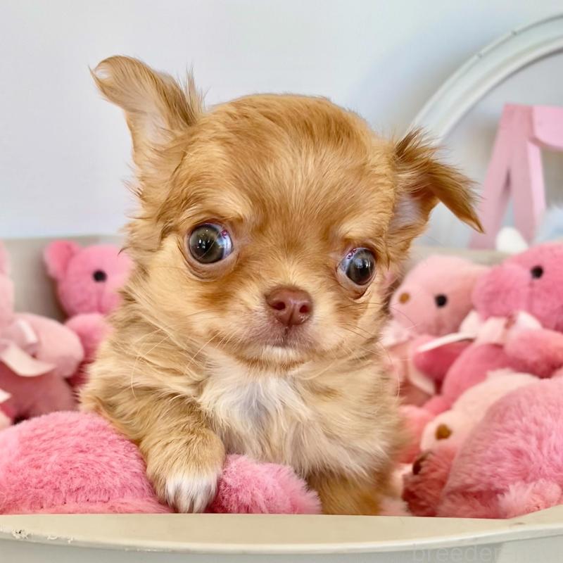 販売中の群馬県のチワワ(ロングコート)-433237の9枚目