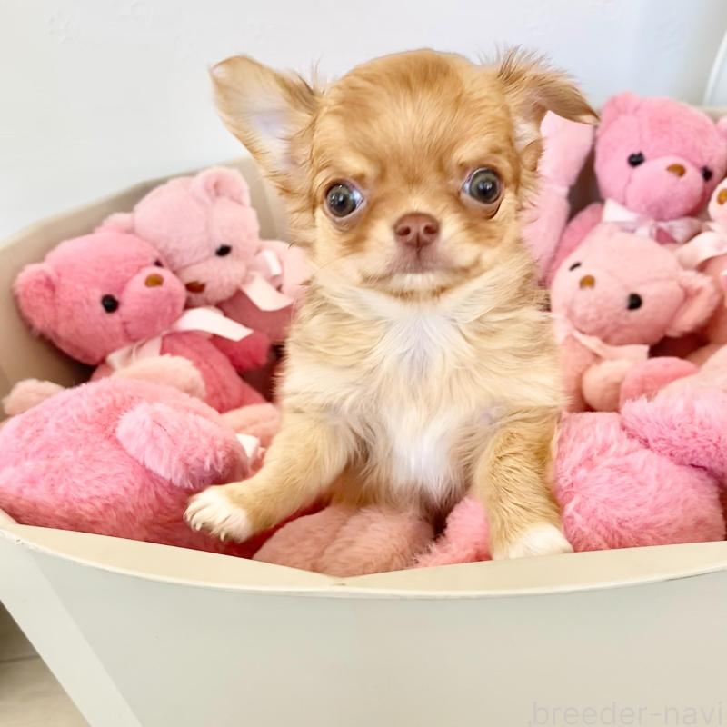 販売中の群馬県のチワワ(ロングコート)-433237の8枚目