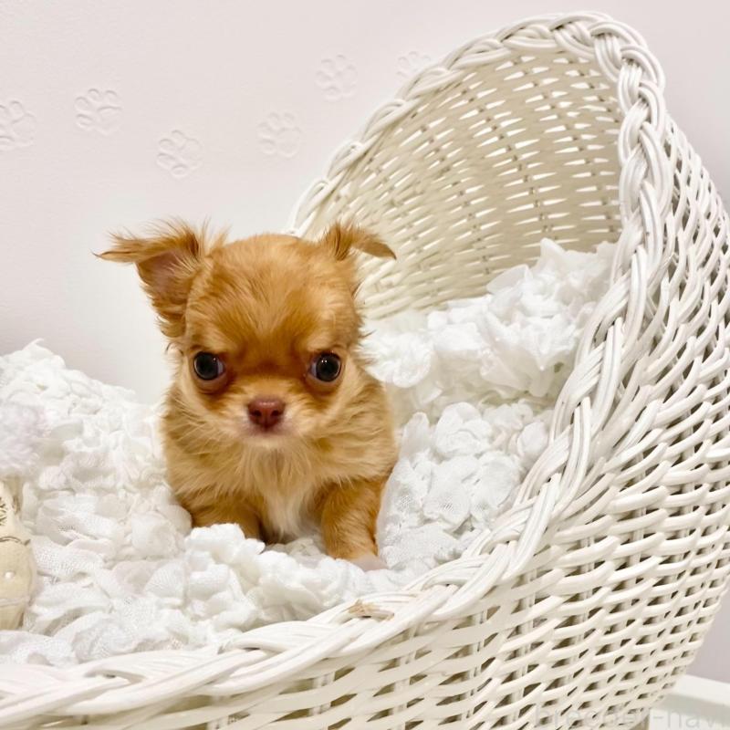 販売中の群馬県のチワワ(ロングコート)-433237の7枚目