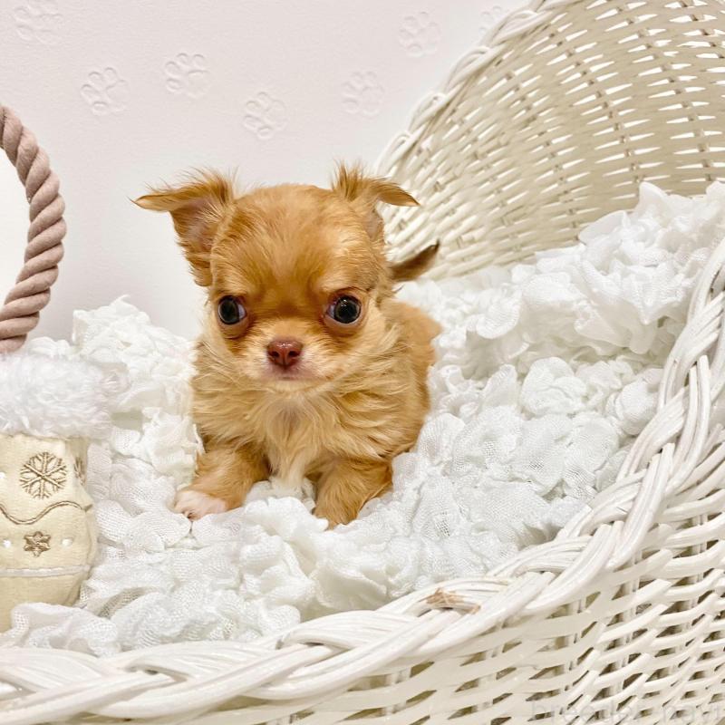 販売中の群馬県のチワワ(ロングコート)-433237の6枚目