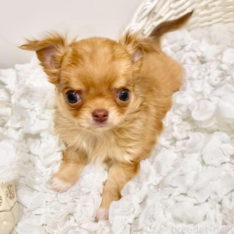 販売中の群馬県のチワワ(ロングコート)-433237の5枚目