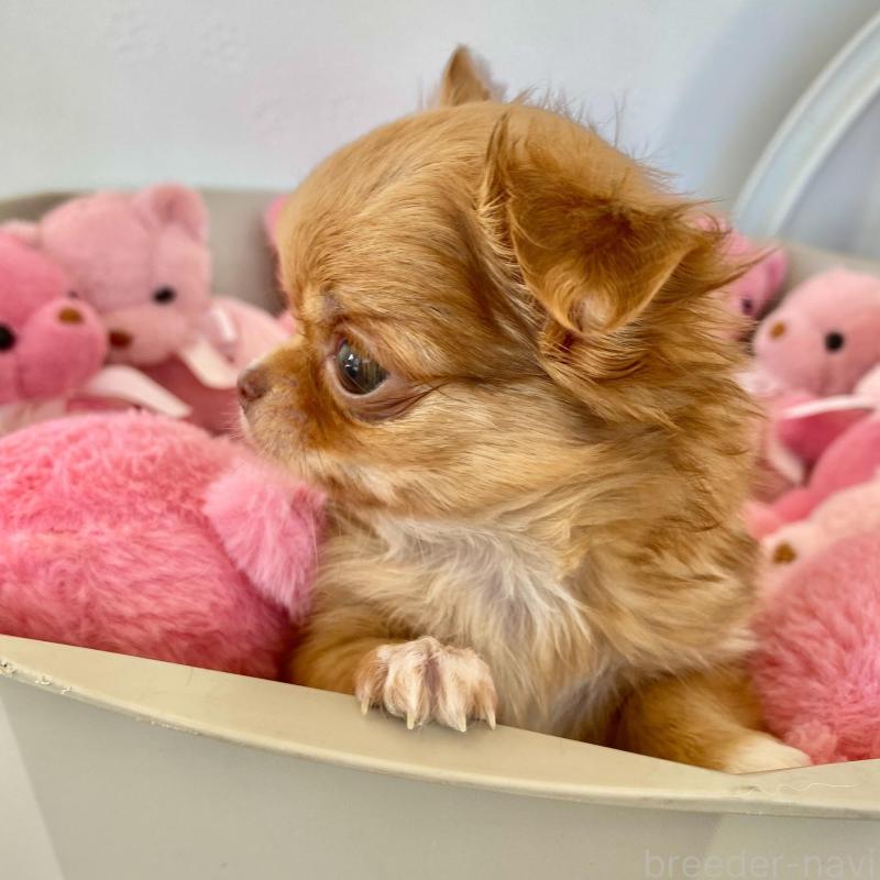 販売中の群馬県のチワワ(ロングコート)-433237の4枚目