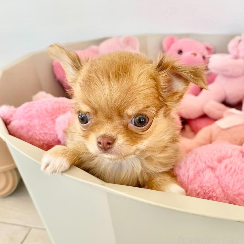 販売中の群馬県のチワワ(ロングコート)-433237の3枚目