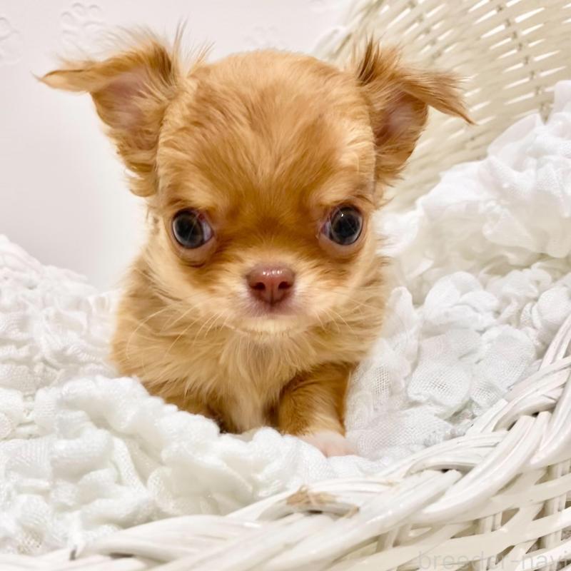 販売中の群馬県のチワワ(ロングコート)-433237の2枚目