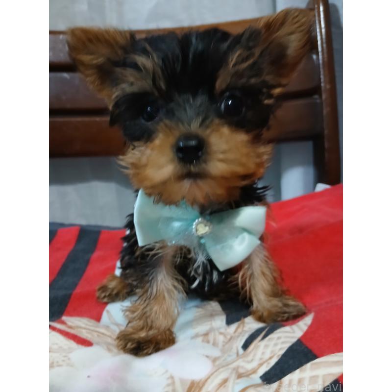 成約済の京都府のヨークシャーテリア-429971の3枚目