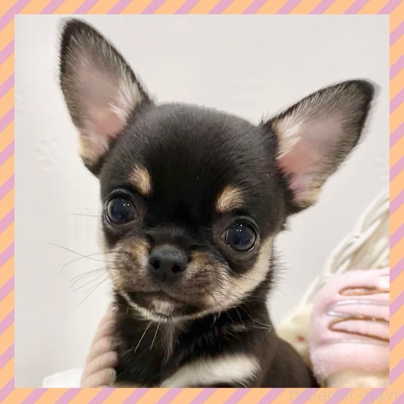 販売中の群馬県のチワワ(スムースコート)-433238