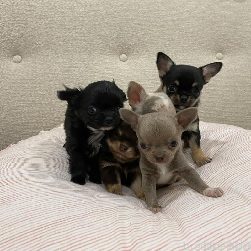 販売中の群馬県のチワワ(スムースコート)-433238の6枚目