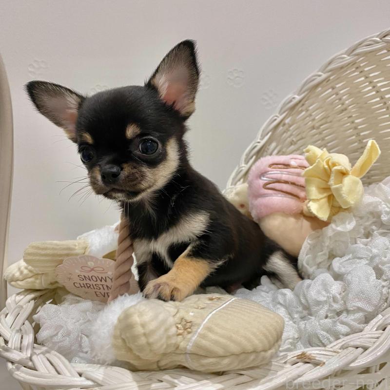 販売中の群馬県のチワワ(スムースコート)-433238の5枚目