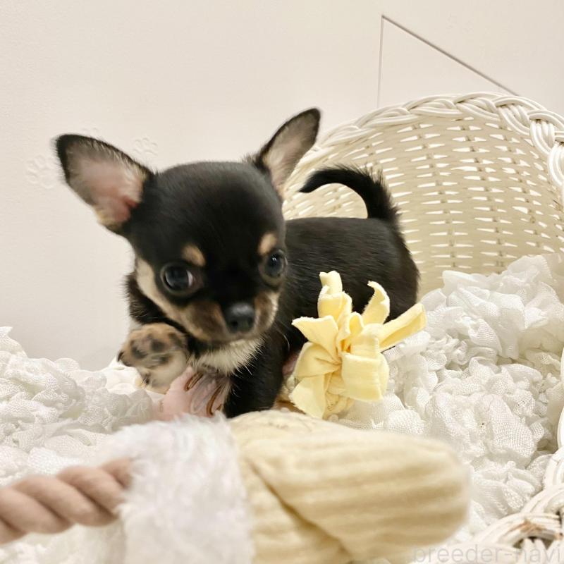 販売中の群馬県のチワワ(スムースコート)-433238の4枚目