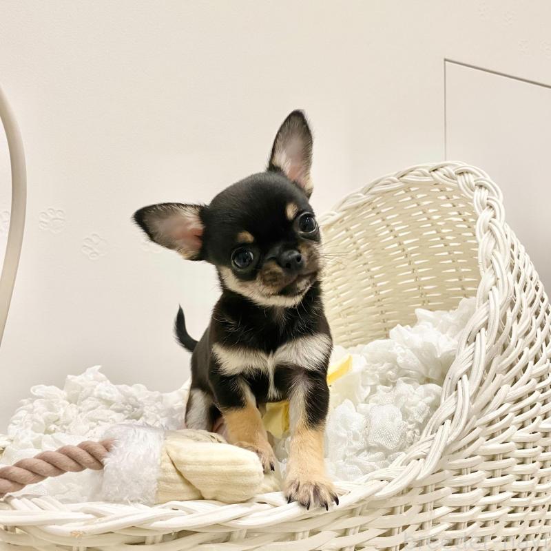 販売中の群馬県のチワワ(スムースコート)-433238の3枚目