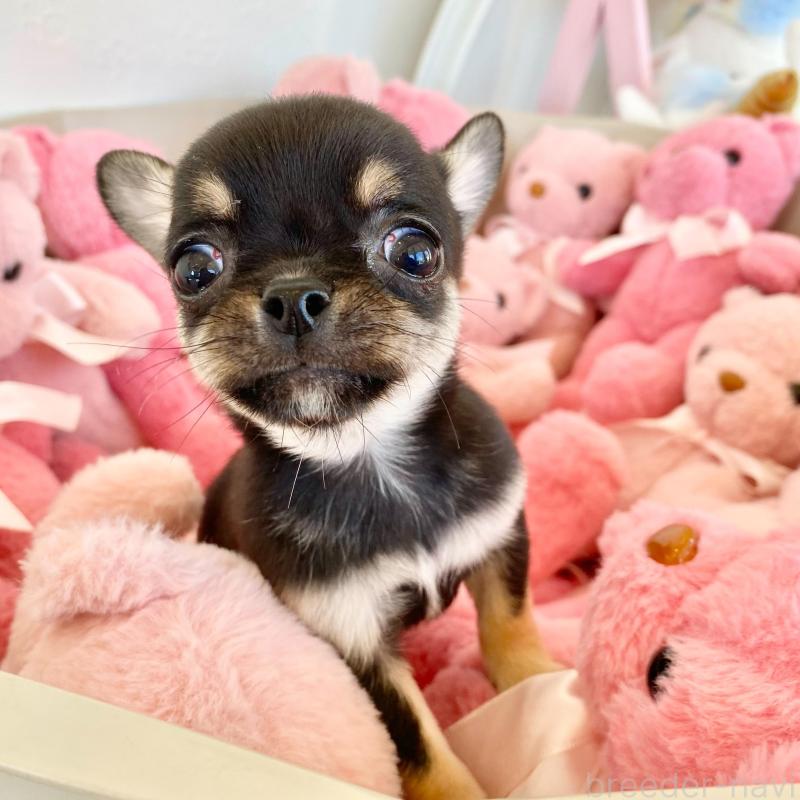 販売中の群馬県のチワワ(スムースコート)-433238の2枚目