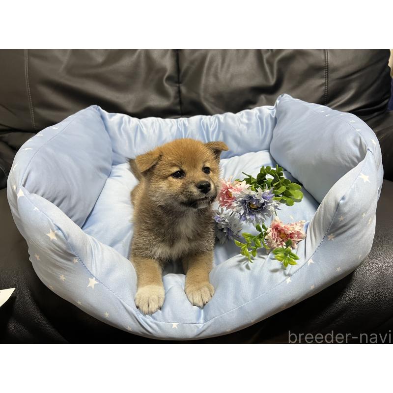 販売中の栃木県の柴犬-433239の4枚目