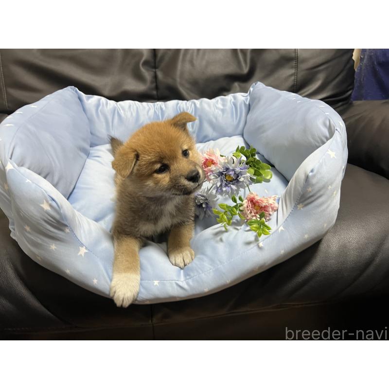 販売中の栃木県の柴犬-433239