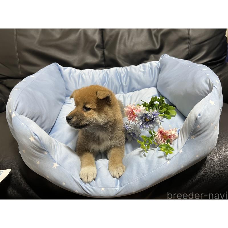 販売中の栃木県の柴犬-433239の3枚目