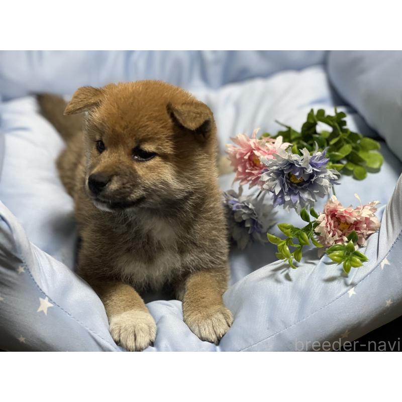 販売中の栃木県の柴犬-433239の2枚目