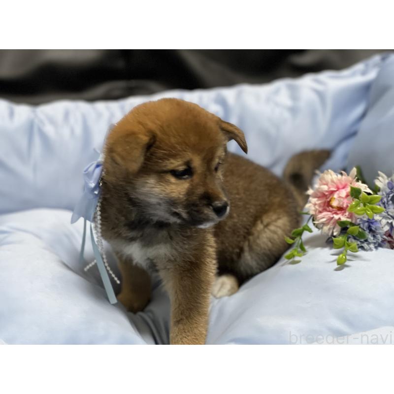 販売中の栃木県の柴犬-433240の4枚目