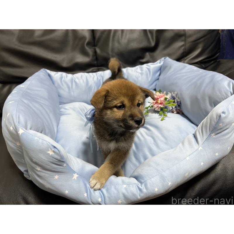 販売中の栃木県の柴犬-433240の3枚目