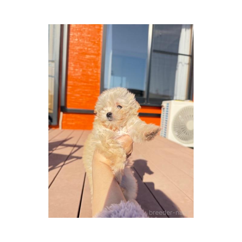 販売中の愛知県のチワプー:チワワ×トイプードル-433241の1枚目