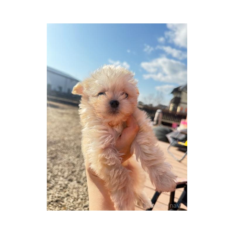 販売中の愛知県のチワプー:チワワ×トイプードル-433241の5枚目