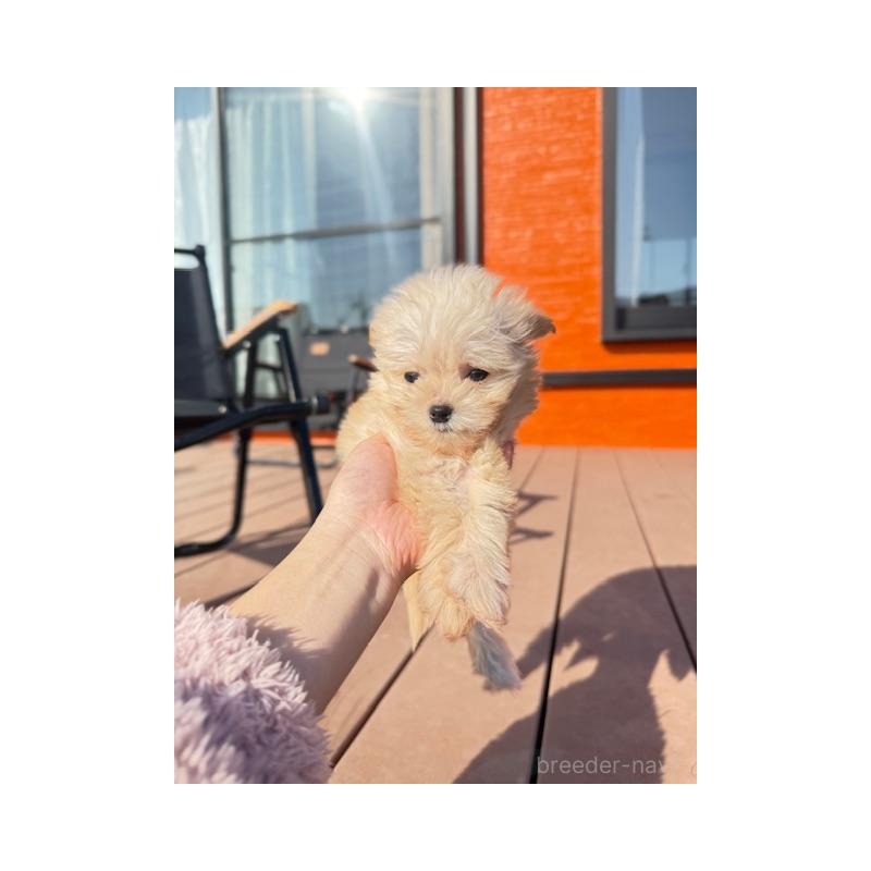 販売中の愛知県のチワプー:チワワ×トイプードル-433241の6枚目