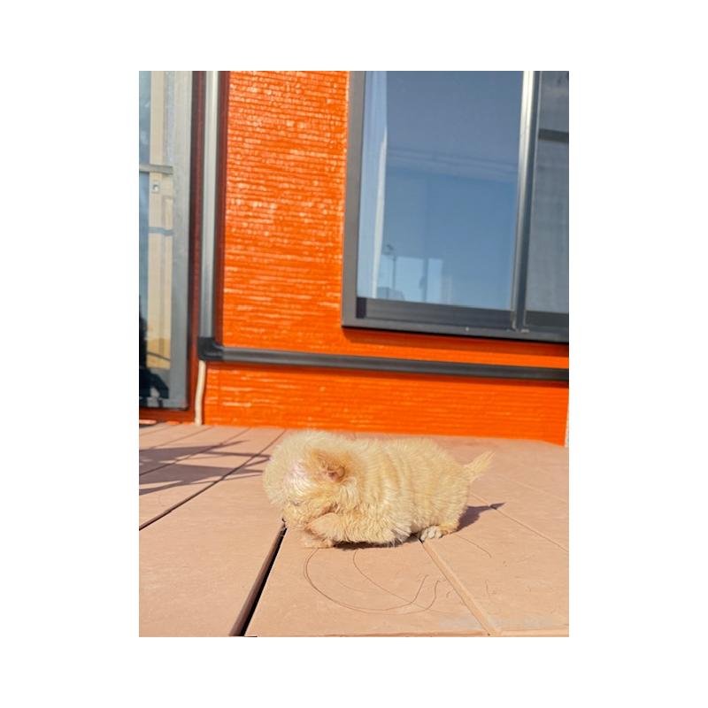 販売中の愛知県のチワプー:チワワ×トイプードル-433241の3枚目