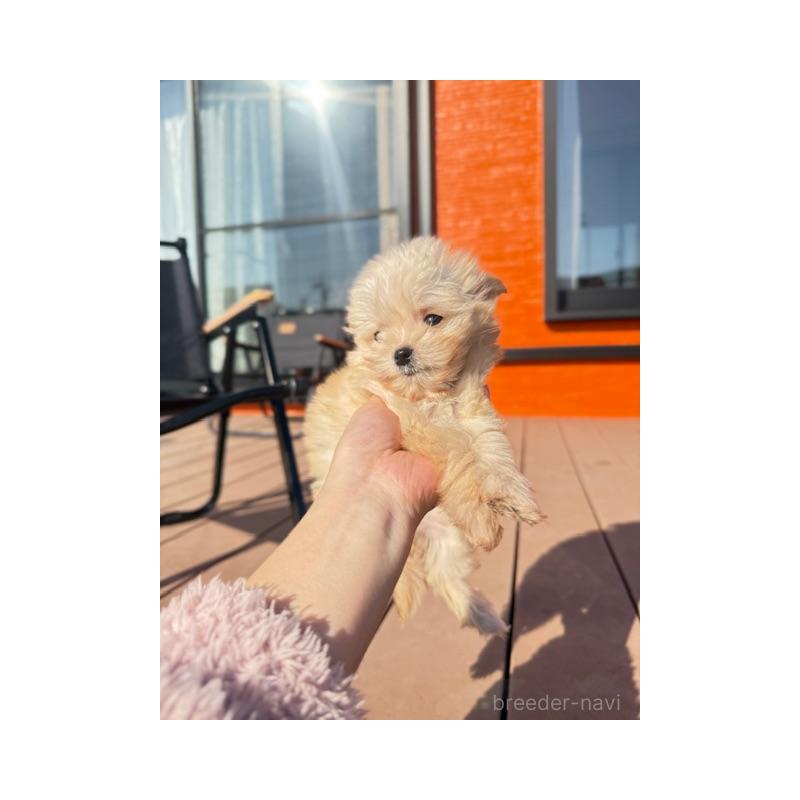 販売中の愛知県のチワプー:チワワ×トイプードル-433241の4枚目