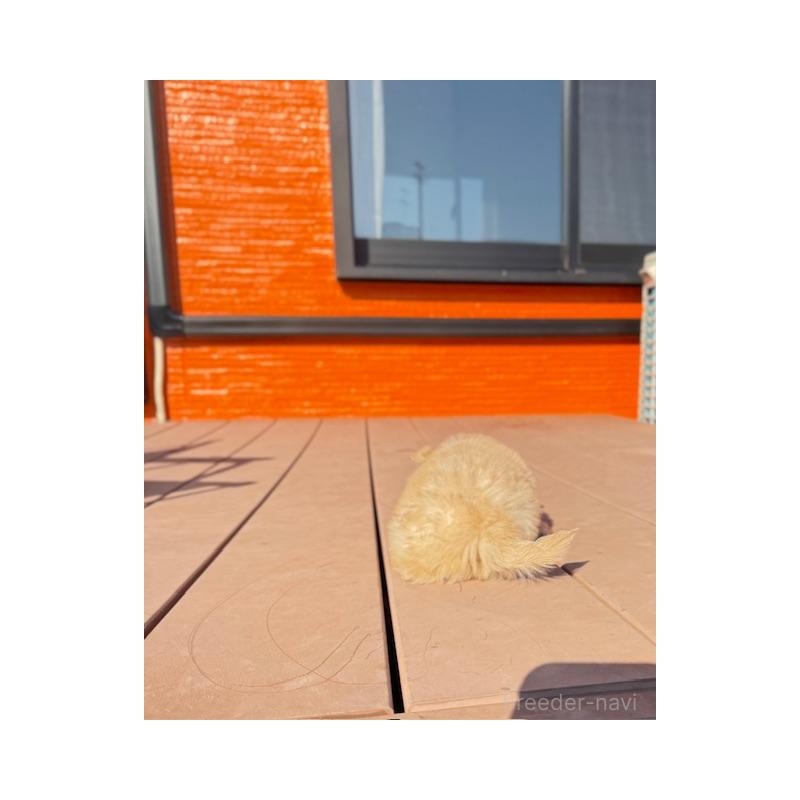 販売中の愛知県のチワプー:チワワ×トイプードル-433241の2枚目