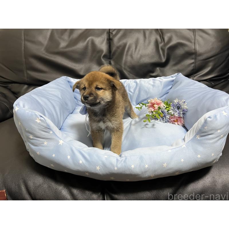 販売中の栃木県の柴犬-433240の1枚目