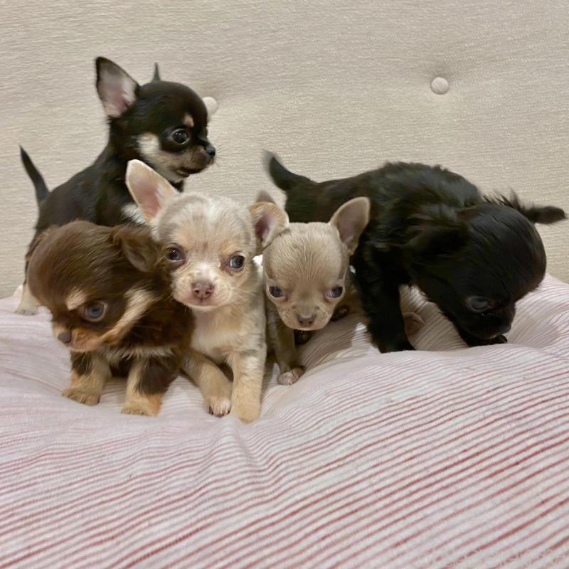 販売中の群馬県のチワワ(ロングコート)-433242の10枚目