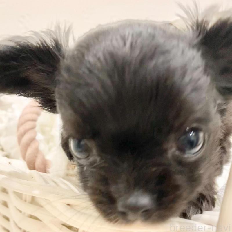 販売中の群馬県のチワワ(ロングコート)-433242の9枚目