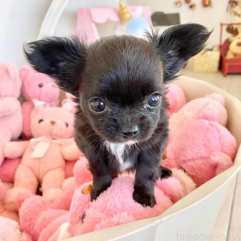 販売中の群馬県のチワワ(ロングコート)-433242の8枚目