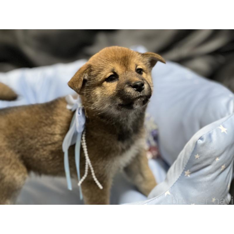 販売中の栃木県の柴犬-433240の2枚目