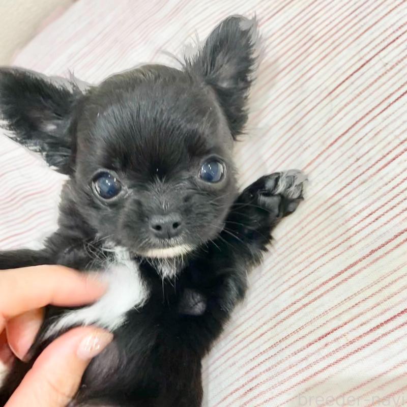 販売中の群馬県のチワワ(ロングコート)-433242の6枚目