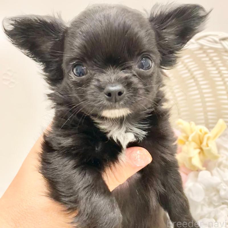 販売中の群馬県のチワワ(ロングコート)-433242の5枚目