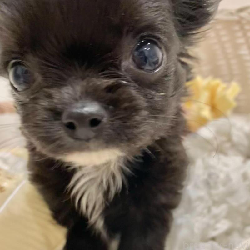 販売中の群馬県のチワワ(ロングコート)-433242の4枚目