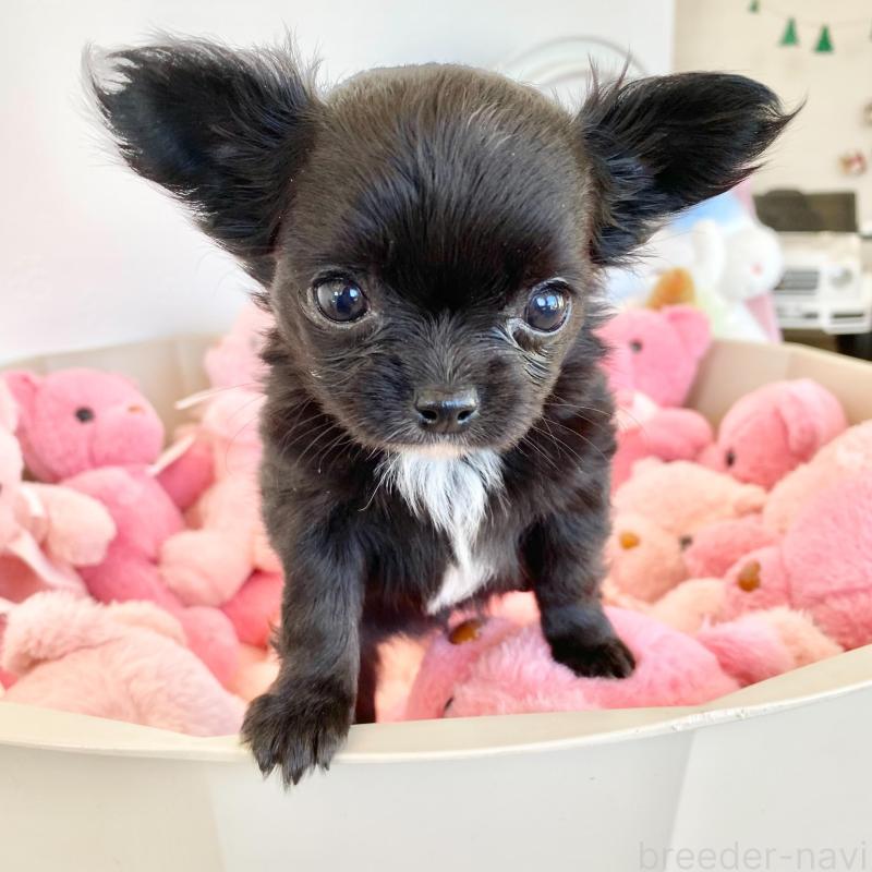 販売中の群馬県のチワワ(ロングコート)-433242の3枚目