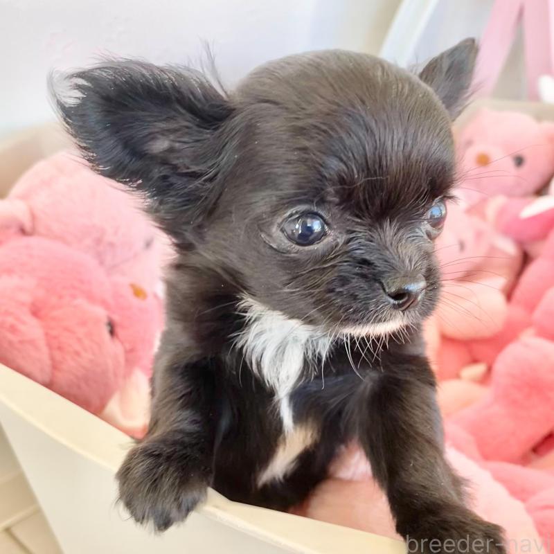 販売中の群馬県のチワワ(ロングコート)-433242の2枚目