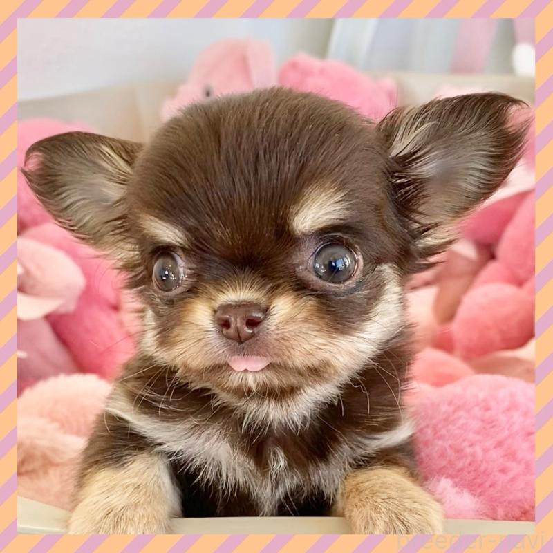 販売中の群馬県のチワワ(ロングコート)-433244の1枚目