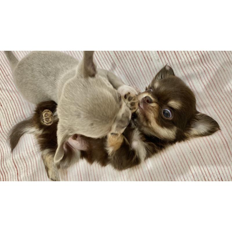 販売中の群馬県のチワワ(ロングコート)-433244の11枚目