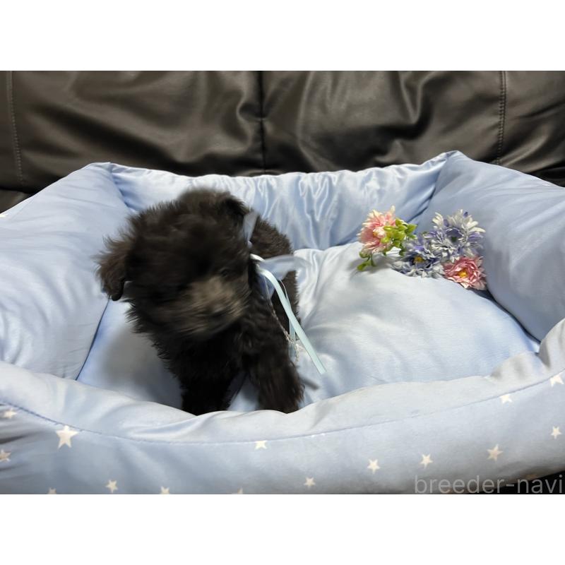 販売中の栃木県のミックス犬-433243の4枚目