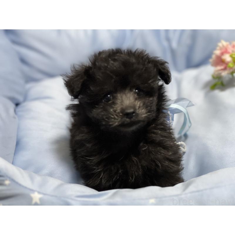 販売中の栃木県のミックス犬-433243の3枚目