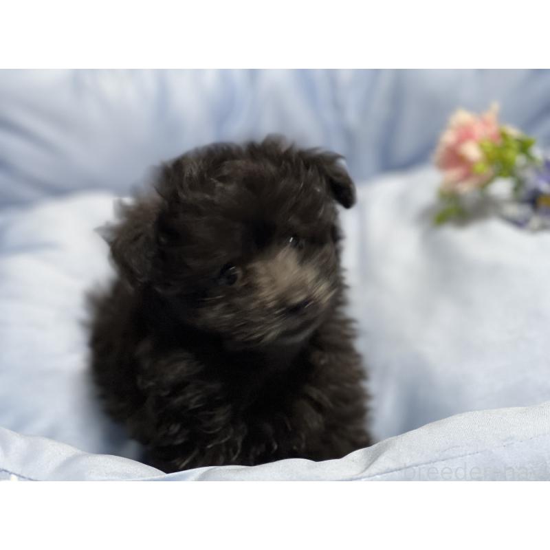 販売中の栃木県のミックス犬-433243の2枚目